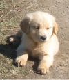 golden retriever puppies ready to go
